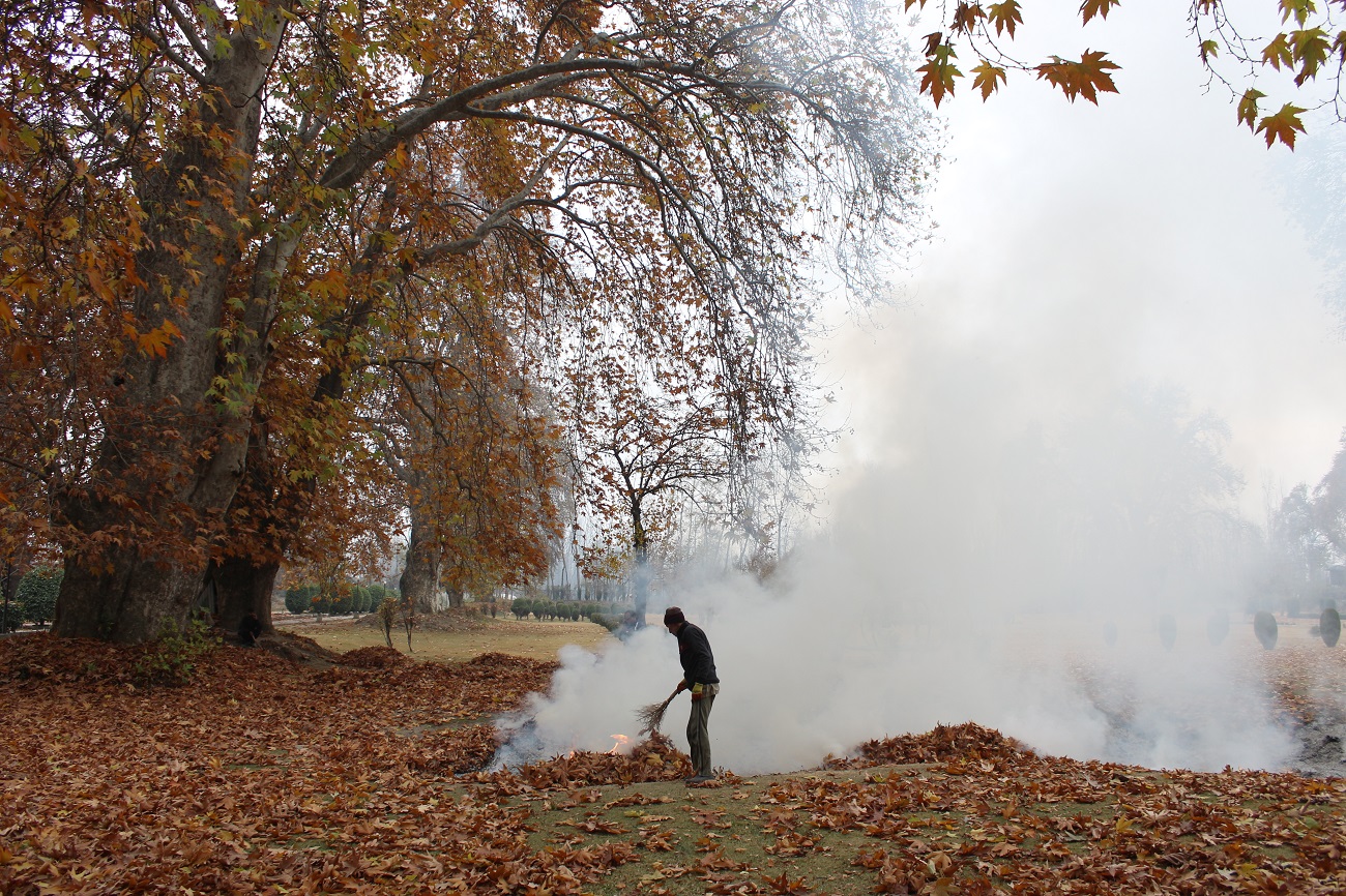 A man raking a pile of burning chinar leaves in a garden, with thick white smoke drifting through the trees